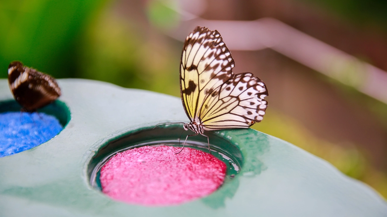 A colourful butterfly drinking from a pink soaked sponge, Dunedin, New Zealand. Image credit: stock.adobe.com