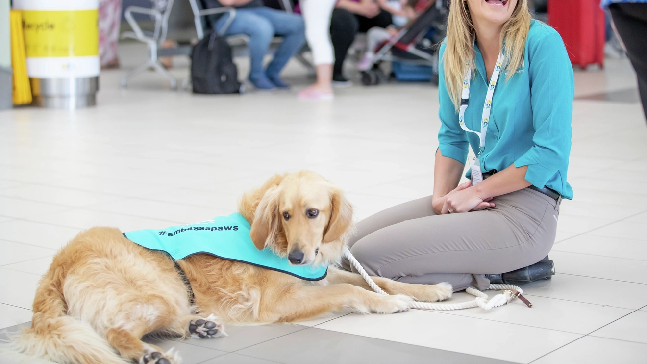 Therapy dog Gary with his handler at Gold Coast Airport. Gary wears a vest with 'Pat me' emblazoned across it.