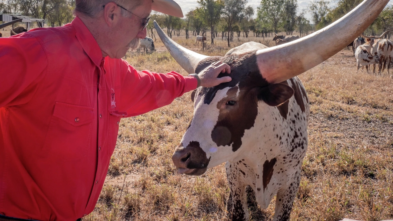 A tourist meets a Texas Longhorn at Texas Longhorn Tours, Charters Towers, Queensland. Image credit: Tourism and Events Queensland