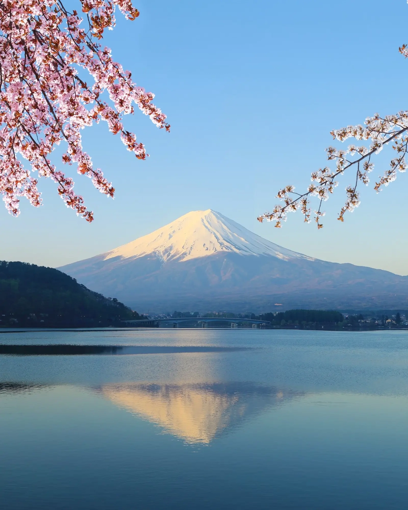 雪を頂いた富士山と川口湖、手前には桜の花。画像クレジット：stock.adobe.com