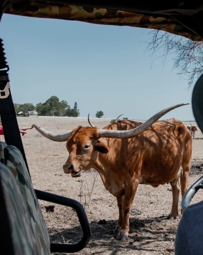 Texas Longhorn gives visiting tourist the eye at Texas Longhorn Tours, Charters Towers. Image credit: Townsville Enterprise