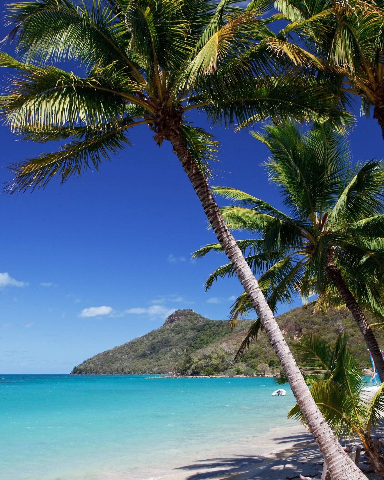 Palm trees and turquoise water at Catseye Beach, Hamilton Island, Whitsunday Coast. Image credit: stock.adobe.com
