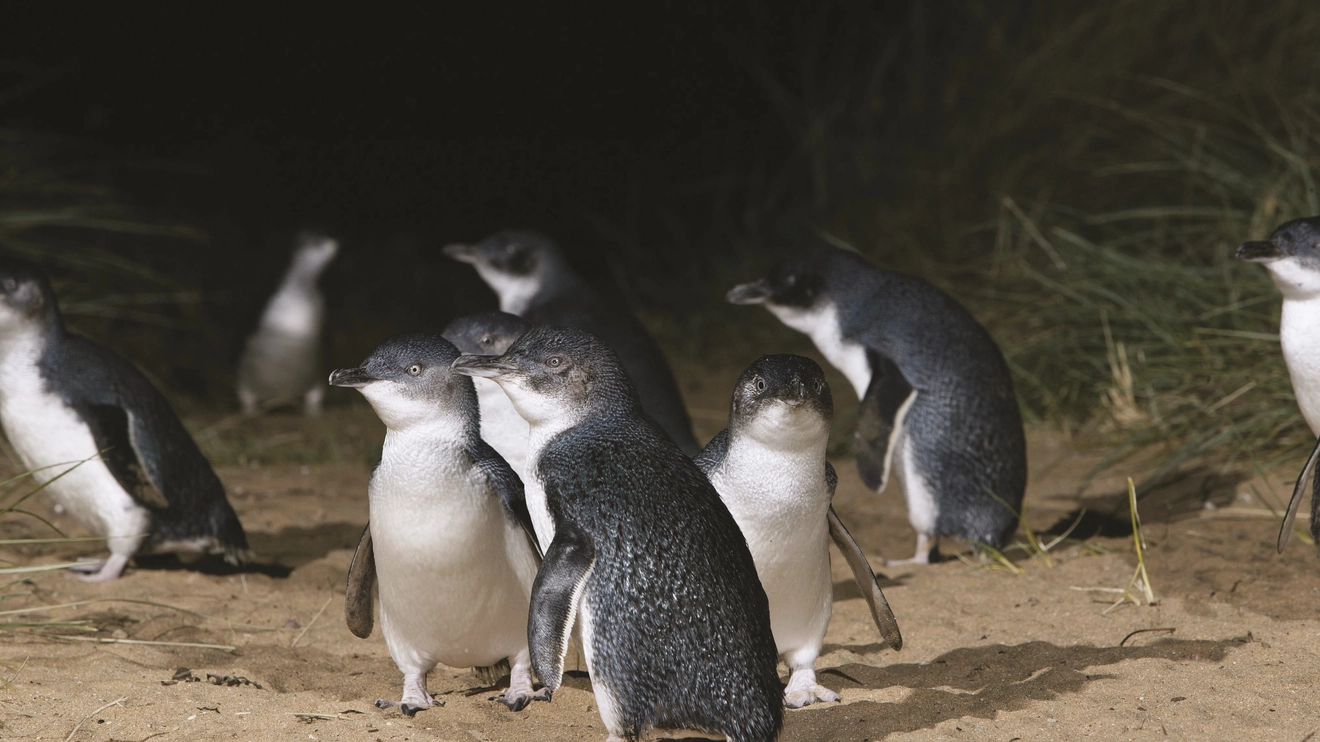 A waddle of little blue penguins on the sand, Otago, New Zealand. Image credit: DunedinNZ
