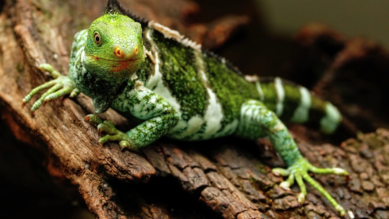 A Fijian iguana on a dead bark. Image credit: istock