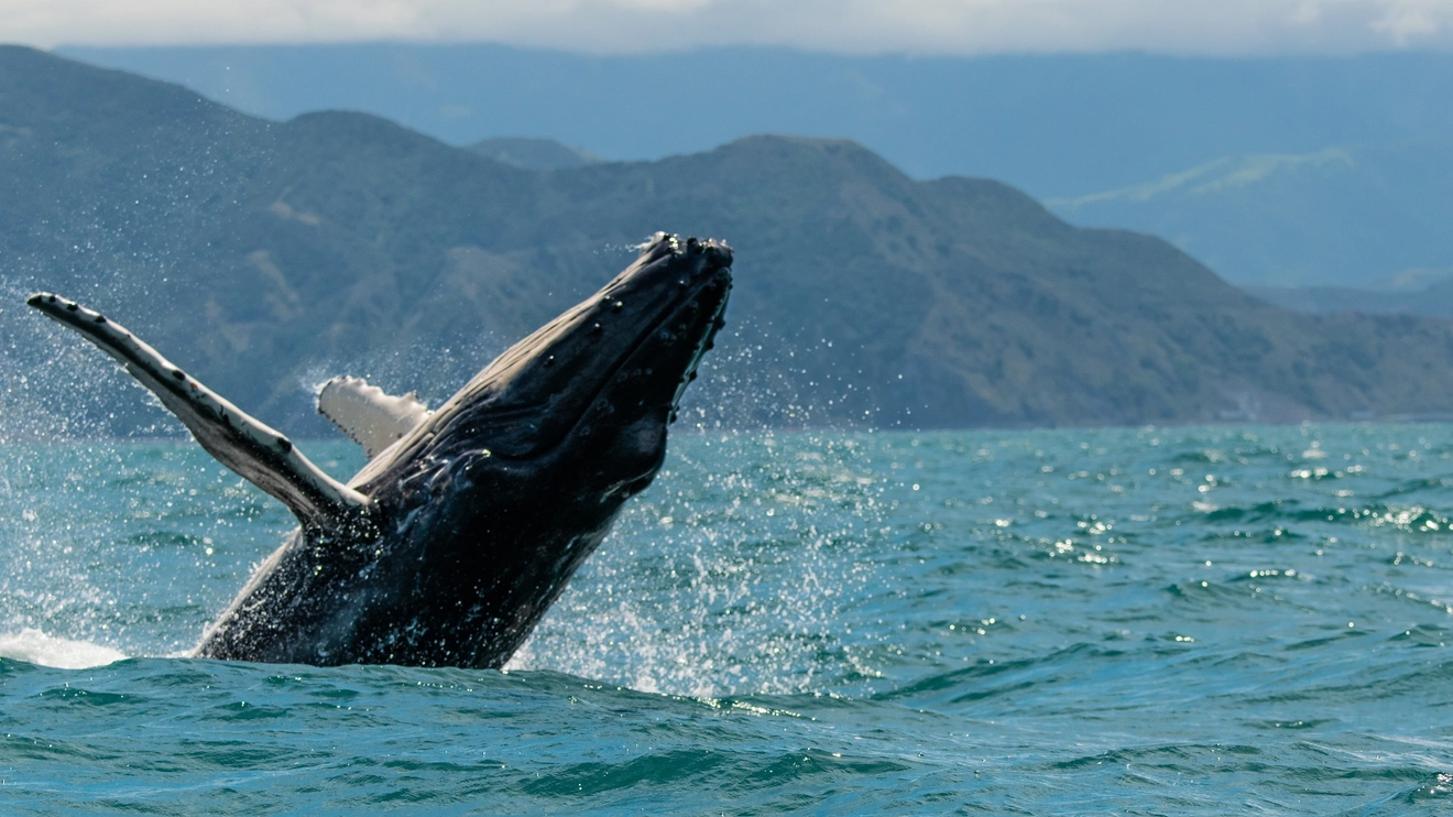 A humpback whale breaches, mountains in background, New Zealand. Image credit: stock.adobe.com