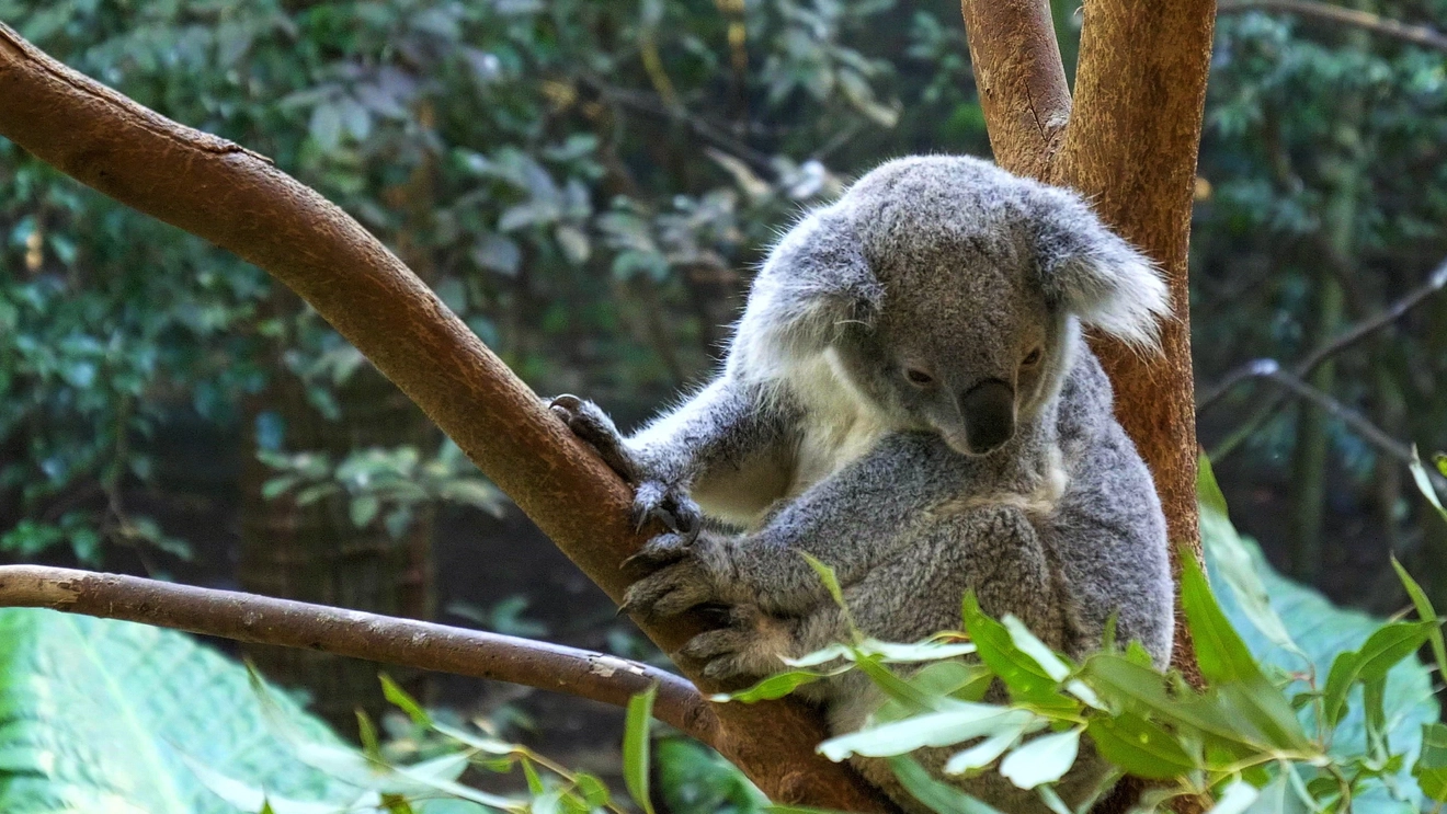 A koala in a tree fork at Blackbutt Reserve, Newcastle. Image credit: stock.adobe.com