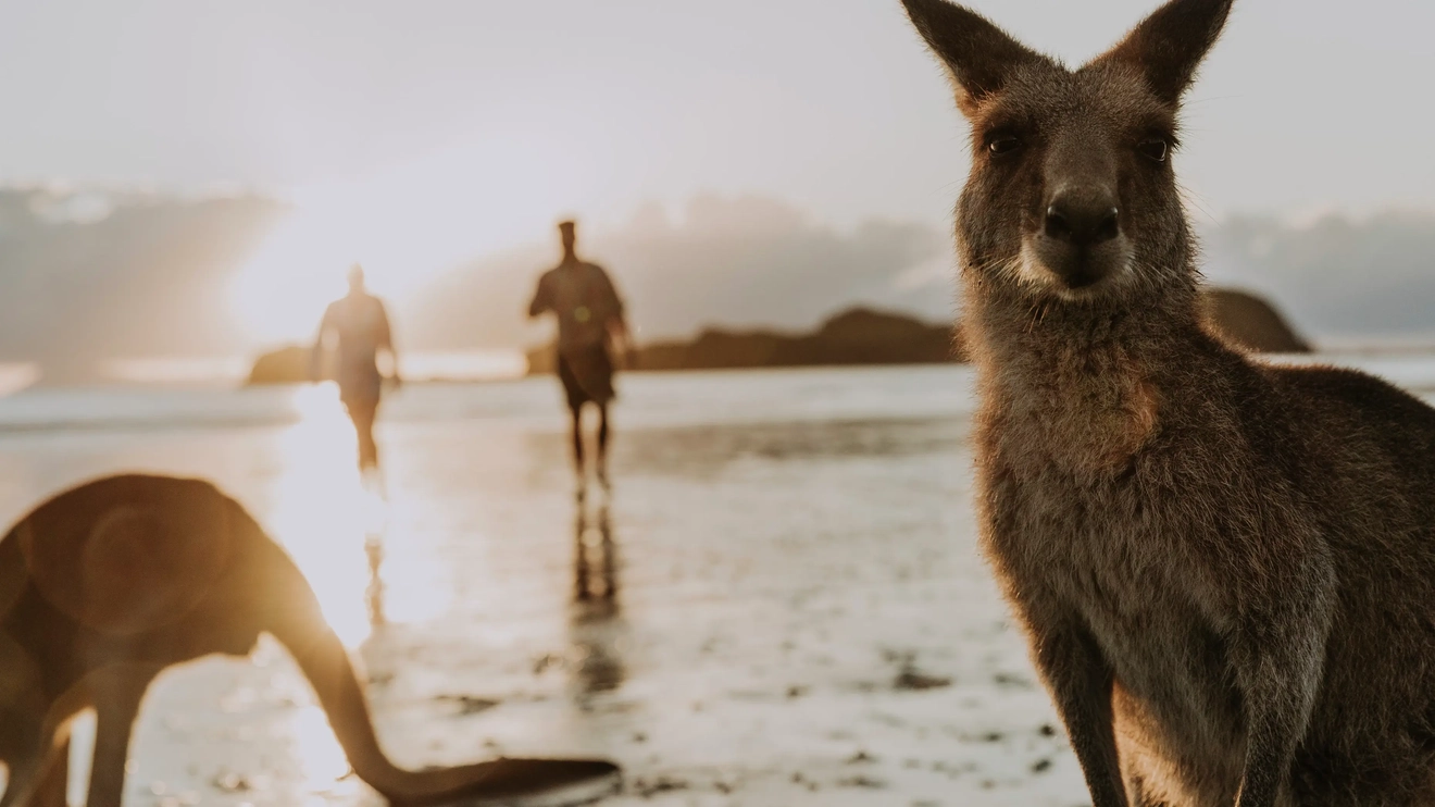 Two kangaroos on the beach at sunrise, with people in the background. Image credit: Tourism and Events Queensland