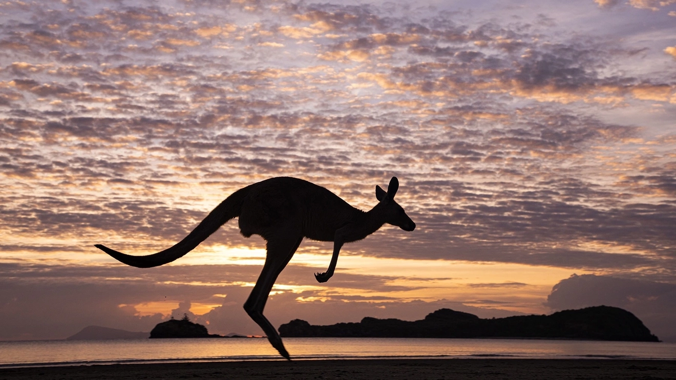 Silhouette of kangaroo hopping at Cape Hillsborough beach at sunrise, with sea and islands in background, Mackay area. Image credit: Tourism and Events Queensland