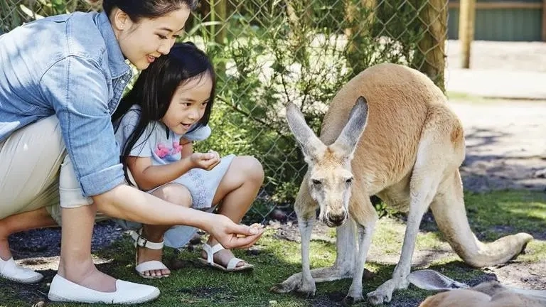 Asian mother and daughter feeding kangaroo, Caversham Wildlife Park, Swan Valley, Perth. Image credit: Tourism Western Australia