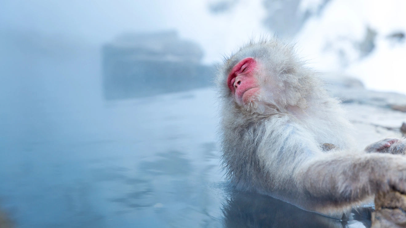 Snow monkey in a hot spring surrounded by snow.