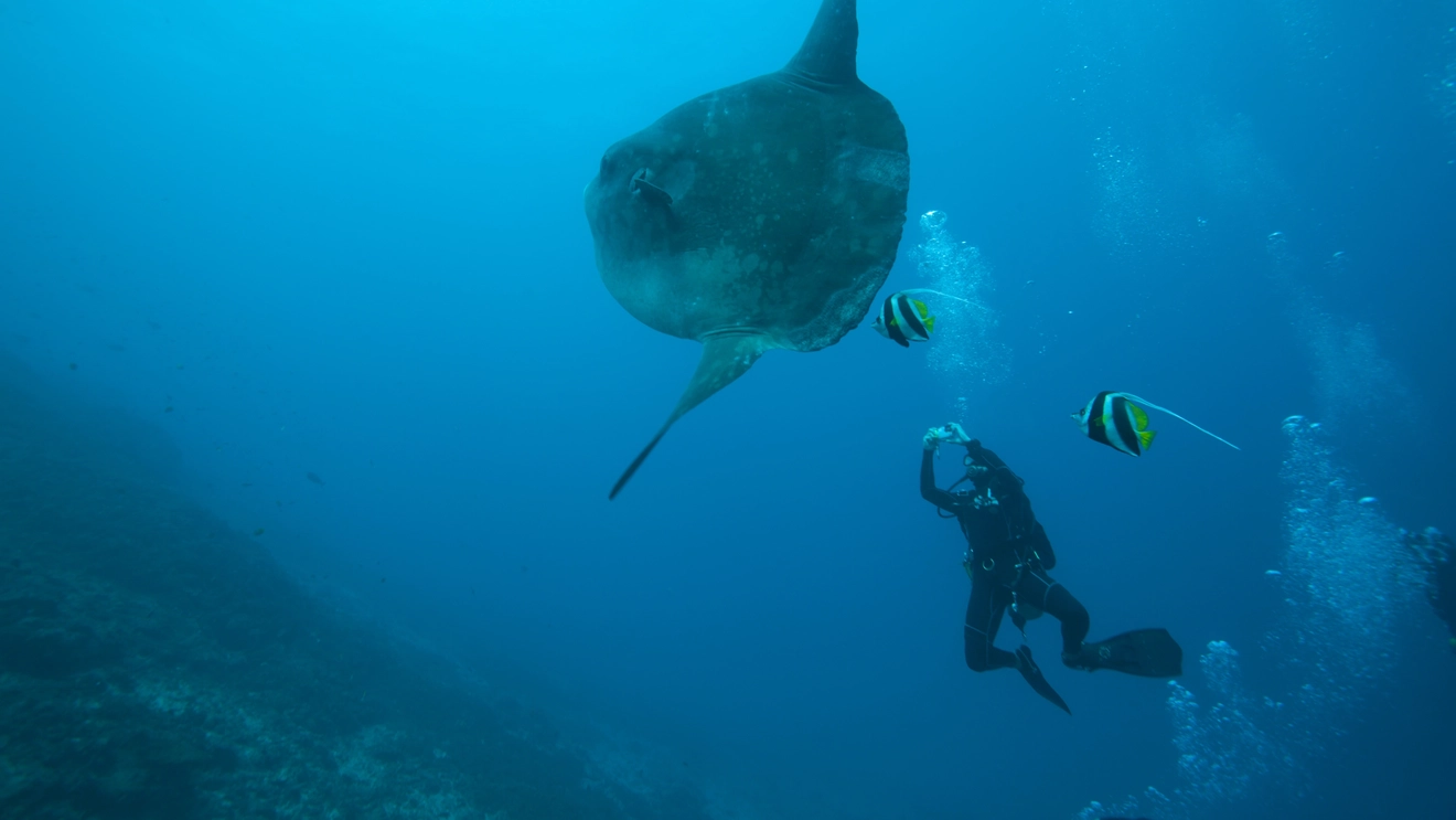 Diver and ocean sunfish (mola-mola) off the coast of Nusa Penida, Bali, Indonesia. Image credit: stock.adobe.com