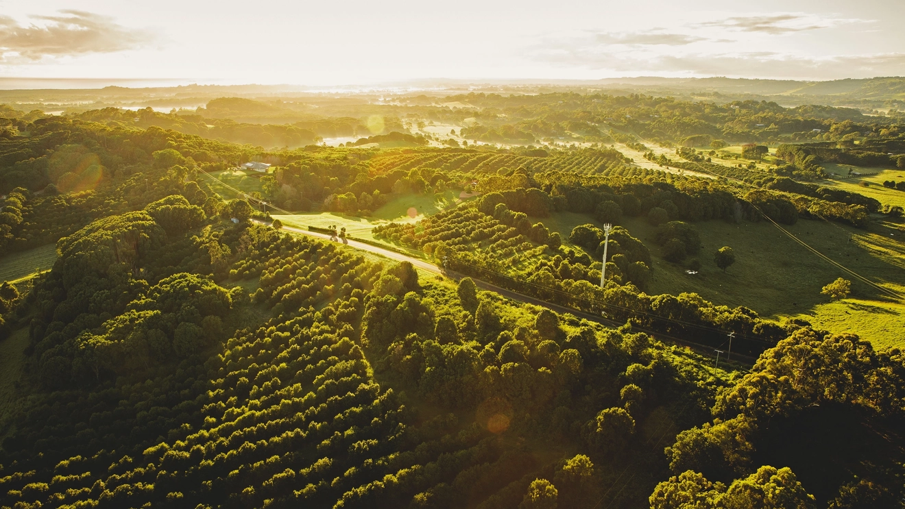 An aerial shot of rolling green hills in warm gold sun in the Byron Bay hinterland. Image credit: Destination NSW