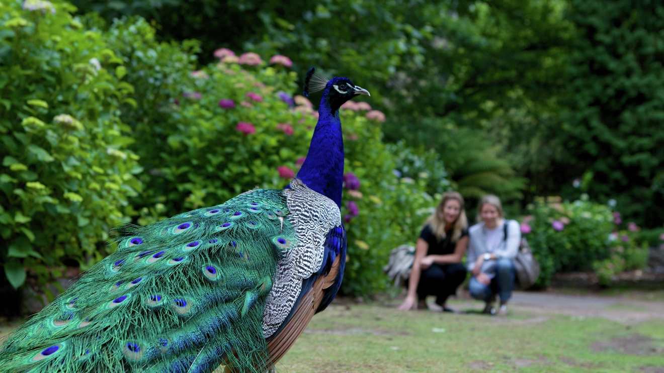 Close-up of peacock with two people in the background, at Cataract Gorge, Launceston. Image credit: Tourism Tasmania/Pete Harmsen