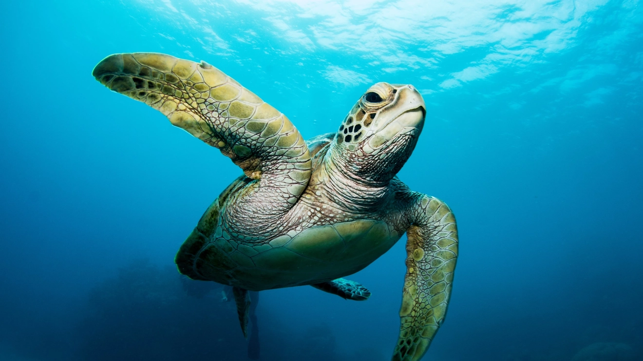 Underwater close-up of green turtle swimming, Great Barrier Reef, Queensland. Image credit: stock.adobe.com