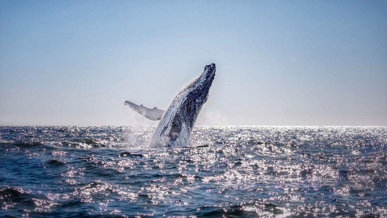 A humpback whale breaching in coastal waters off Australia. Image credit: Shutterstock