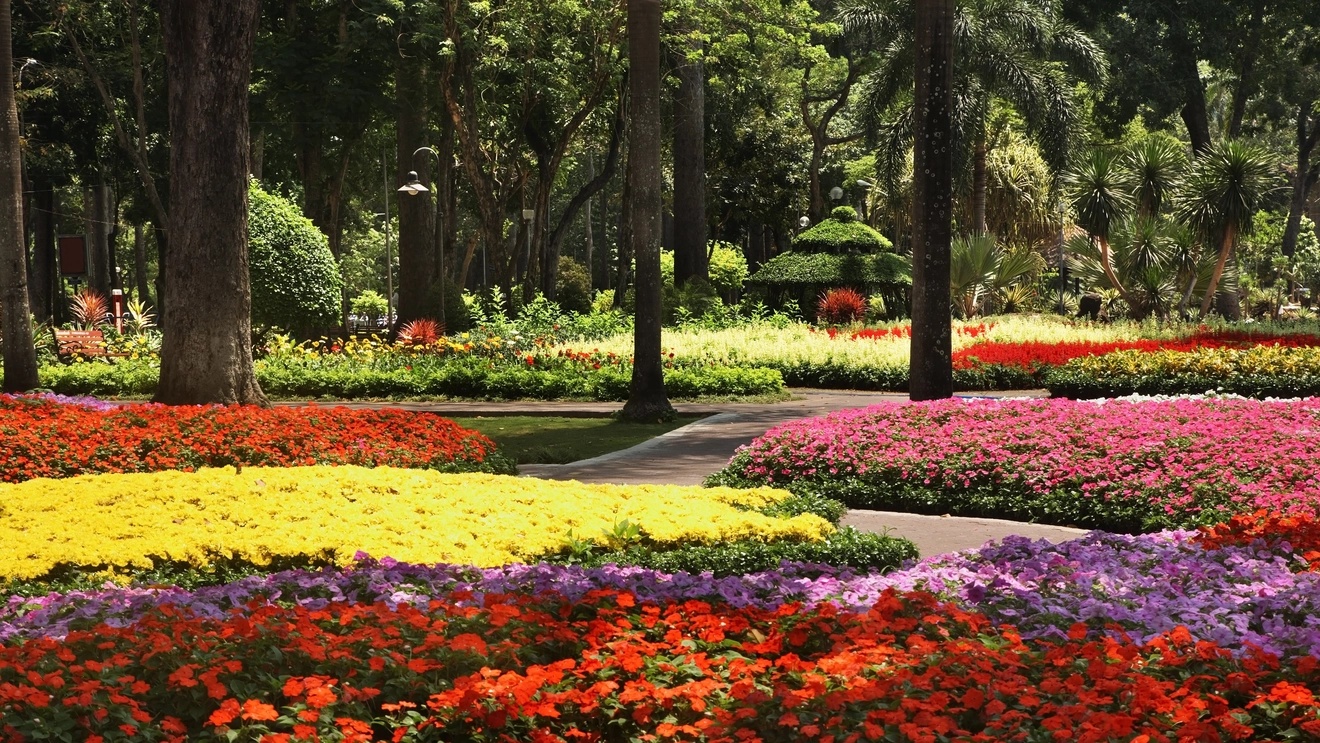 Flowers in bloom in Tao Dan Park, Ho Chi Minh City