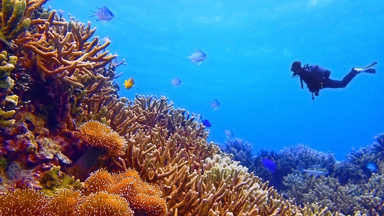 A scuba diver underwater.